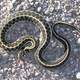 Black-Necked Garter Snake