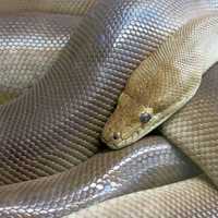 Coiled Python in reptile park