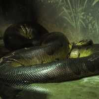 Giant Anaconda of death