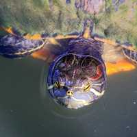 Red Eared Slider peaking out of pond