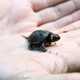 Small Bog Turtle in Palm