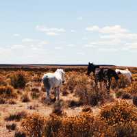 Horses in the grasses and shrubs of the Pampas in Argentina