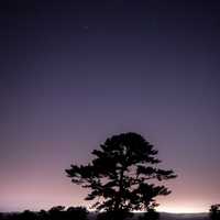 Tree under the purple night sky