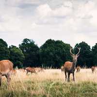 Deer in Richmond Park in London