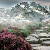 Mountain landscape with flowers and hiking steps in Steinweg, Germany