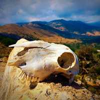 Skull with landscape background on Crete, Greece