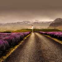 HDR Photo by Mountains and road with flowers in Iceland