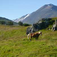 Horse standing in the Hilly landscape in Iceland
