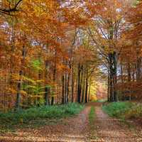 Autumn Forest Walking Path