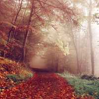 Fog and Mist on the Autumn Path