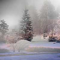 Fog in the snowy forest