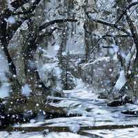 Snowy forest landscape with snow falling