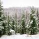 Snowy Forest landscape