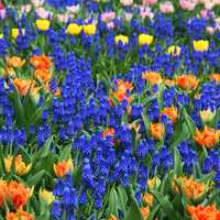Background of blue, orange, and yellow flowers