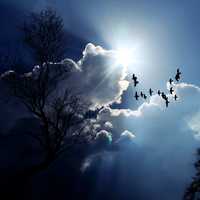 Birds flying in the sky under the clouds and sunlight