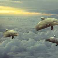 Dolphins jumping in the clouds