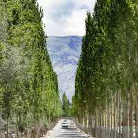 Road with trees on both sides in Pakistan