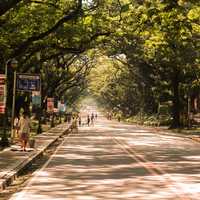 Street with trees and people in Manila, Philippines