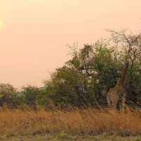 Giraffe on a Safari in Johannesburg, South Africa