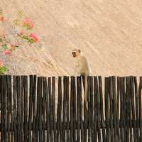 Monkey on the fence in Johannesburg, South Africa