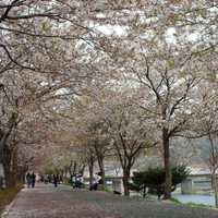 Yocheon River in spring in Namwon, South Korea