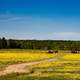 Farm Landscape with Yellow Flowers, Alabama