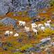 Dall Sheep Foraging on Lichen on the Rocks in Gates of the Arctic National Park