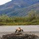 Wolverine on the Bank of a River in Gates of Arctic National Park, Alaska