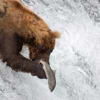 Bear catching Salmon in Waterfall at Katmai National Park