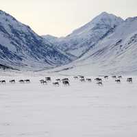 Herd of Caribou in the snowy landscape