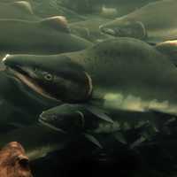 Large Schools of Salmon Swimming during the Migration