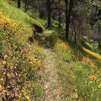 Mountain Hiking trail with flowers