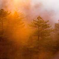 Orange Sunlight, Mist, and Fog in the Forest at Big Sur, California