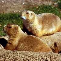 Prairie Dogs are protected in Boulder, Colorado