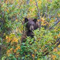 Black Bear hiding in the trees