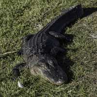 Alligator sitting lazily in the swamp