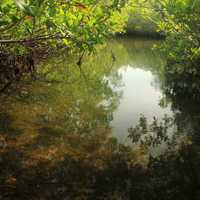 Mangrove Creek at Key Largo, Florida