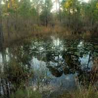 Pond in St. Sebastion River State Park, Florida