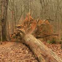 Uprooted Tree on Trail at Redtop Mountain State Park, Georgia
