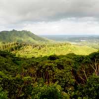 Wide Angle Forest Landscape of Oahu in Hawaii