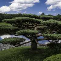 Trees in the Japanese Gardens