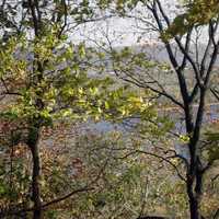 Peering at Mississippi through trees at Effigy Mounds, Iowa