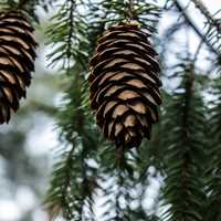 Pine Cones in Yellow River State Forest, Iowa