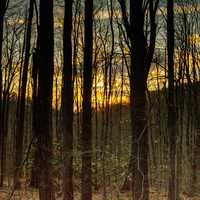 Sunset in the Forest at Backbone Mountain, Maryland
