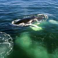 Humpback Whale in Cape Cod, Massachusetts