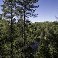 The forest and the Peshekee River at Van Riper State Park, Michigan