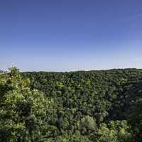 Trees of the Forest under the blue sky in Great River Bluffs State Park