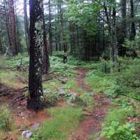 Hiking Path at Voyguers National Park