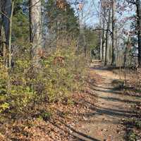 Forest Path at Castlewood State Park, Missouri