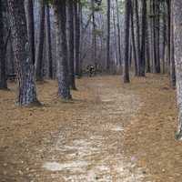 Path into the pine trees at Hawn State Park, Missouri